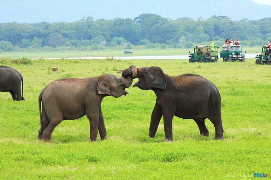 Minneriya National Park