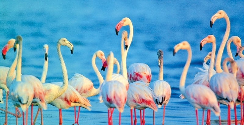 Kumana National Park
