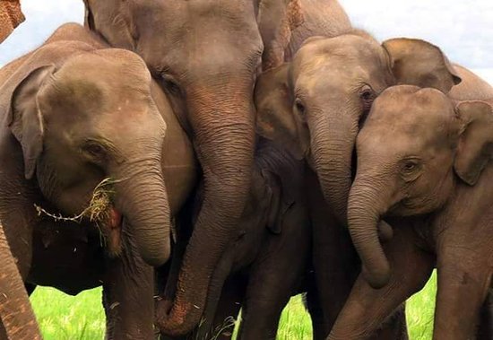 Kaudulla National Park