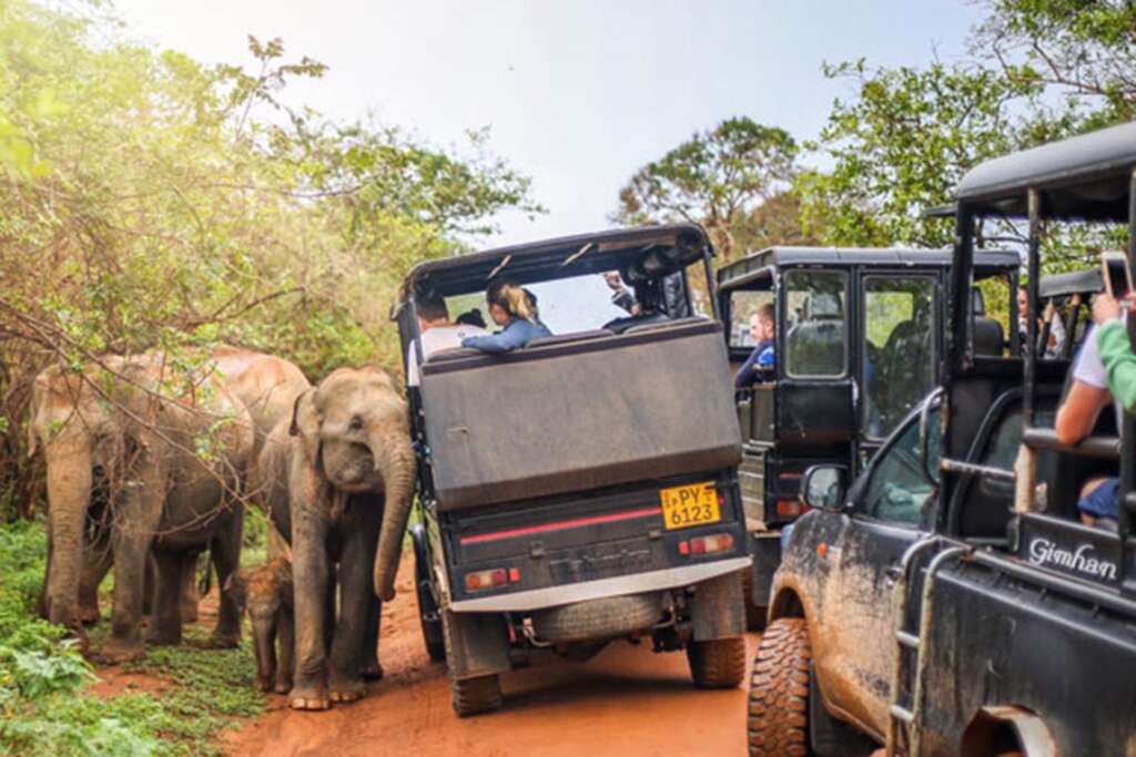 Yala National Park